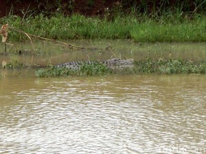 Masuk Permukiman dan Makan Ternak, Buaya Banyumas Diburu Tim Gabungan