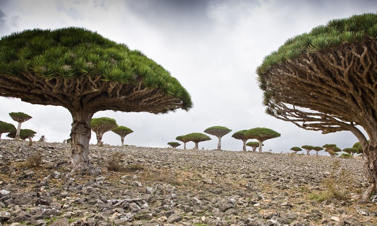 Socotra Socotra