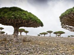 Socotra Tempat Sembunyi Dajjal Punya Pohon dan Alam yang Unik