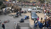 Warga yang sebagian besar masih tidur pun terbangun oleh suara raungan gajah ini. AFP Photo/Diptendu DUtta/detikcom.