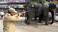 Dibutuhkan empat kali tembakan obat bius untuk akhirnya melumpuhkan gajah itu. Reuters/Stringer/detikcom.