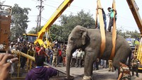 Otoritas setempat mengevakuasi gajah liar itu dengan crane dan mengembalikannya ke hutan setempat. Tidak diketahui pasti jenis kelamin gajah itu. Reuters/Stringer/detikcom.