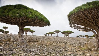 Di Socotra sendiri, saking terisolasinya, 1/3 dari flora di dalamnya tidak dapat ditemukan di belahan dunia lain. Foto: Istimewa