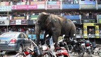 Sejumlah gubuk milik warga setempat diterjang gajah ini hingga roboh dan bahkan sejumlah sepeda motor diinjak oleh gajah ini. AFP Photo/Diptendu DUtta/detikcom.