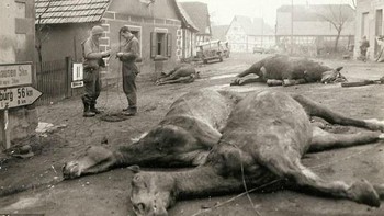 Hewan tak bersalah juga ikut mati. Foto: Argunners.com