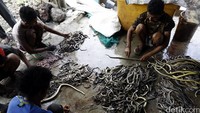 Para pekerja menguliti hewan melata itu di rumah potong ular di Cirebon. Usaha ini mempekerjakan kurang lebih 20 orang.