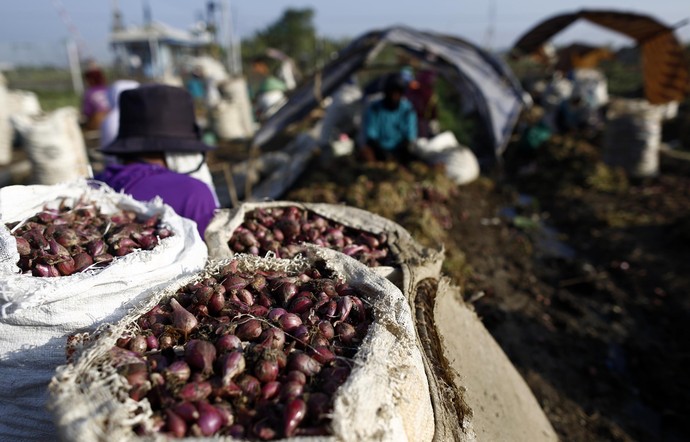 Petani Panen Bawang Merah di Brebes