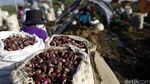 Petani Panen Bawang Merah di Brebes