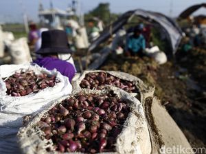 Mentan: Bawang di Pedagang Rp 36.000/Kg, Petani Rp 13.000/Kg