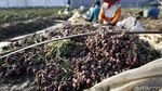 Petani Panen Bawang Merah di Brebes