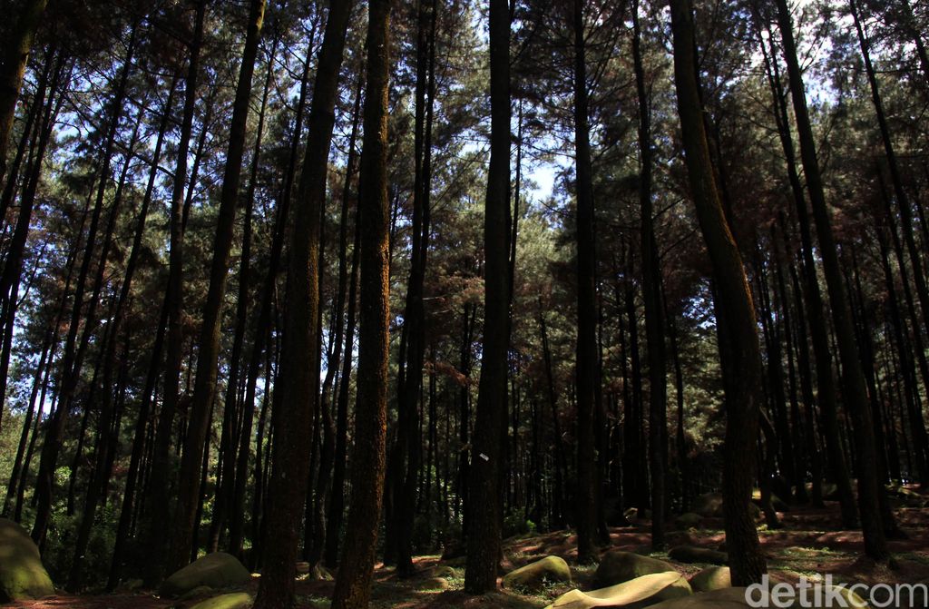 Kawasan yang terkenal dengan hutan pinusnya ini terletak di Desa Karang Tengah, Bogor. Kawasan ini bersebelahan dengan sentul city.
