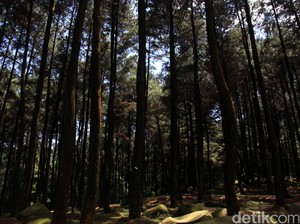 Dua Penebang Liar di Taman Gunung Melintang Sambas Ditangkap