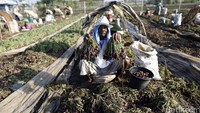 Harga bawang merah saat ini berada dikisaran harga Rp 14.000 sampai Rp 15.000.