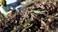 Kementerian Pertanian telah mengalokasikan dana Rp 38 juta per hektare untuk membantu petani bawang merah agar mampu meningkatkan produktivitas.