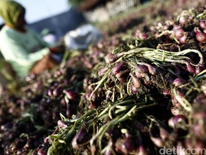 Kementan Sebut Harga Bawang Mahal Kerena Ditimbun, Ini Kata Pedagang