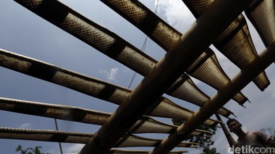Mengintip Rumah Potong Ular di Cirebon