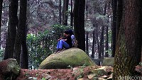 Pasangan muda-mudi juga banyak menikmati pinus-pinus di kawasan ini. Pool/Al Fanny Panestika/detikcom.