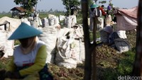 Menurut petani stok bawang merah untuk kebutuhan nasional dinilai cukup sehingga tak harus impor.
