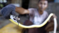 Seorang pekerja menunjukkan ular yang akan diambil kulitnya di rumah potong ular di Cirebon, Jawa Barat. Usaha ini memiliki IMB dan izin dari Dinas Kehutanan dan Peternakan daerah setempat. Usaha ini terletak di Desa Kapetakan Kertasura, Cirebon.