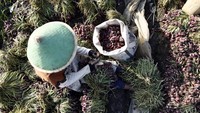 Petani bawang merah melakukan panen di ladang mereka di kawasan Brebes, Jawa Tengah, Senin (15/2/2016).