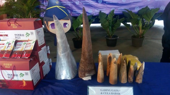 Bea Cukai Sita Cula dan Gading Senilai Rp 3,8 Miliar, Ini Penampakannya