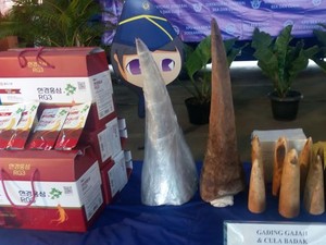 Bea Cukai Sita Cula dan Gading Senilai Rp 3,8 Miliar, Ini Penampakannya