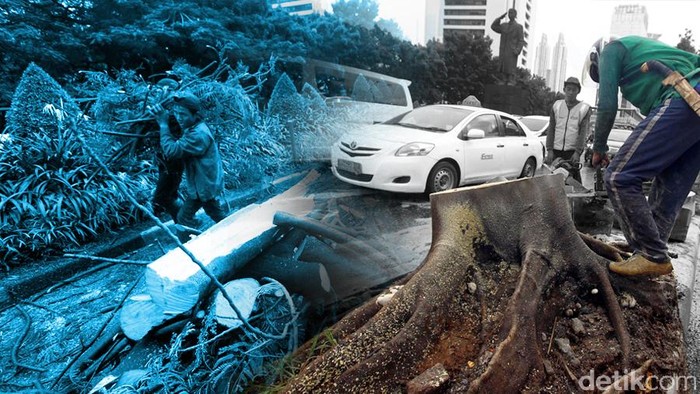 Hujan Deras, Pohon Tumbang di Jalan Madrasah Jaksel