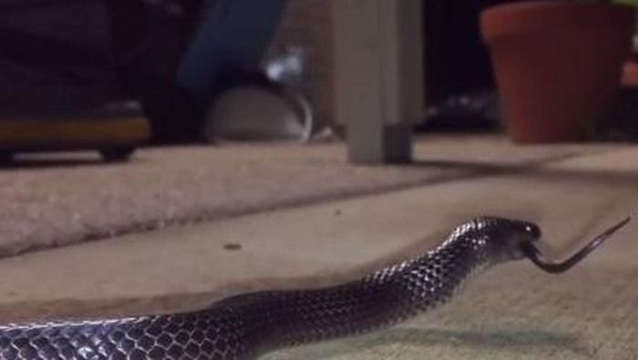 Ular bermata kecil ini menggeliatkan ekornya ketika ia dilahap seluruhnya oleh ular bermata kecil yang lebih besar.  -