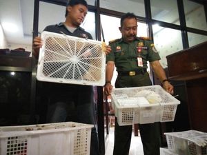 Penyelundupan 3.737 Kura-kura Moncong Babi ke Hong Kong Digagalkan