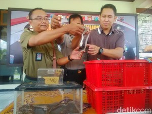 Jual Beli Satwa Langka via Online di Banyuwangi Diungkap