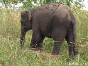 Tim BKSDA Riau Kembali Cari 2 Ekor Gajah yang Terluka Akibat Perangkap Warga