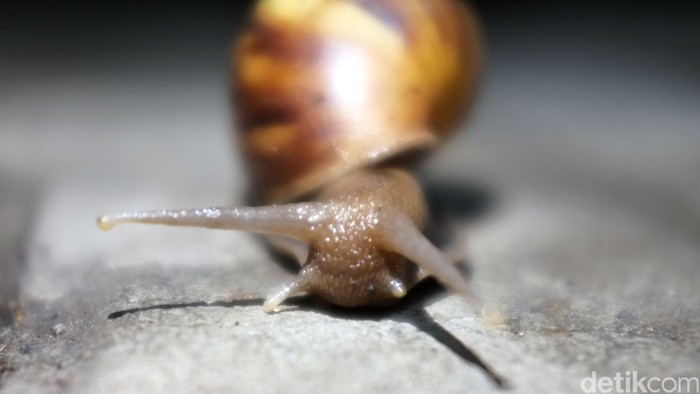 Demam Keong Mewabah di Sulteng, Gejala Lemas-Perut Membesar Berujung Fatal