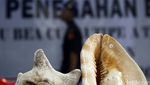 Bea Cukai Amankan Cangkang Kerang Langka
