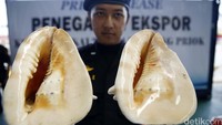 Semua flora dan fauna dalam kategori ini sebenarnya bisa diperjualbelikan dengan pengawasan ketat dan kuota yang ditentukan oleh LIPI.
