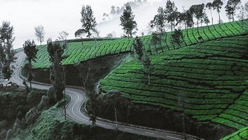 Suasana pagi yang syahdu di perkebunan teh sekitar Bandung. Foto: Ahmad Renaldi