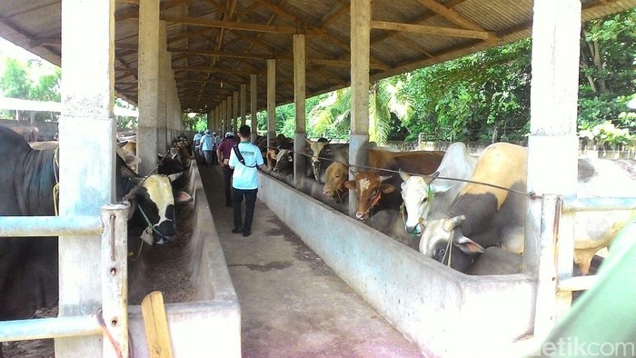 Keran Impor Daging Dibuka Lebar, Bagaimana Nasib Peternak?