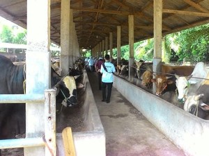 Investor Brasil Pakai Teknologi Tinggi Kelola Peternakan Sapi di Sumba Timur