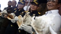 Petugas menunjukan cangkang kerang langka yang siap dikirim keluar negeri di Pelabuhan Tanjung Priok, Jakarta Utara, Kamis (18/2/2016).