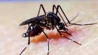 Nyamuk yang terinfeksi dua jenis bakteri Wolbachia diyakini dapat mengawasi penyebaran virus demam berdarah dan Zika. Foto: Cameron Simmons. (Credit: ABC licensed)