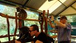 Serunya Memberi Makan Kanguru & Selfie Bareng Koala