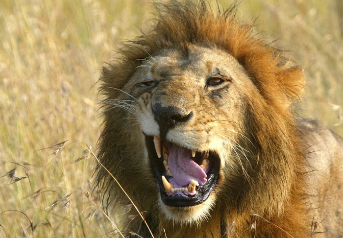 A male lion is seen at the Masai Mara National Reserve in Kenya 03 August 2002. More than a million wildbeests and zebras cross anually the border betwen Tanzanias Serengueti Plains and Kenyas Masai Mara National Reserve in search of fresh  grass and water. 
      AFP PHOTO/Pedro UGARTE / AFP / PEDRO UGARTE