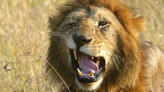 Kepala Orang Ini Digigit Singa, tapi Dia Selamat