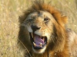 Kepala Orang Ini Digigit Singa, tapi Dia Selamat