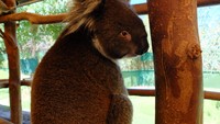 Di sinilah, traveler bisa berfoto dan selfie sepuasnya bareng hewan menggemaskan tersebut. Alex memberitahu kami, hanya ada satu koala yang boleh dipegang itupun hanya bagian di bawah punggungnya (Sastri/detikTravel)