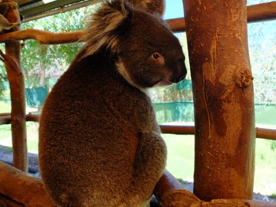 Serunya Memberi Makan Kanguru & Selfie Bareng Koala