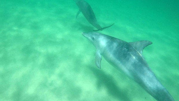 Rockingham yang terletak sekitar 40 menit perjalanan dari Perth, Western Australia, adalah tempat wisatawan berenang bareng lumba-lumba di habitat aslinya (Sastri/detikTravel) Rockingham yang terletak sekitar 40 menit perjalanan dari Perth, Western Australia, adalah tempat wisatawan berenang bareng lumba-lumba di habitat aslinya (Sastri/detikTravel)