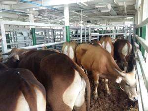 Kapal Ternak Bawa 500 Ekor Sapi, Mentan: Semoga Harga Bisa Rp 85.000/Kg