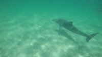 Mereka meliuk ke permukaan air, kemudian kembali lagi ke dasar laut, dan seterusnya. Visibilitas tiap spot juga cukup baik, kedalamannya hanya sekitar 5-6 meter (Sastri/detikTravel)