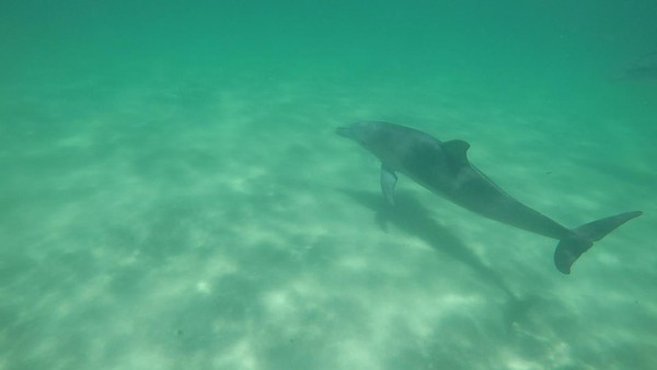 Mereka meliuk ke permukaan air, kemudian kembali lagi ke dasar laut, dan seterusnya. Visibilitas tiap spot juga cukup baik, kedalamannya hanya sekitar 5-6 meter (Sastri/detikTravel) Mereka meliuk ke permukaan air, kemudian kembali lagi ke dasar laut, dan seterusnya. Visibilitas tiap spot juga cukup baik, kedalamannya hanya sekitar 5-6 meter (Sastri/detikTravel)