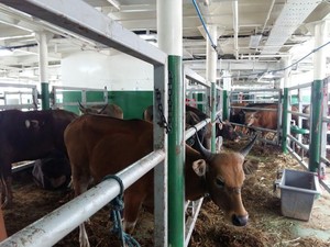 Tak Mungkin Daging Sapi NTT Dijual Rp 85.000/Kg di Jakarta